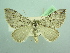  ( - BC ZSM Lep 103469)  @11 [ ] CreativeCommons - Attribution Non-Commercial Share-Alike (2018) SNSB, Staatliche Naturwissenschaftliche Sammlungen Bayerns ZSM (SNSB, Zoologische Staatssammlung Muenchen)