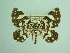  ( - BC ZSM Lep 103475)  @11 [ ] CreativeCommons - Attribution Non-Commercial Share-Alike (2018) SNSB, Staatliche Naturwissenschaftliche Sammlungen Bayerns ZSM (SNSB, Zoologische Staatssammlung Muenchen)
