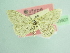  (Idaea squalidaria - BC ZSM Lep 103507)  @11 [ ] CreativeCommons - Attribution Non-Commercial Share-Alike (2018) SNSB, Staatliche Naturwissenschaftliche Sammlungen Bayerns ZSM (SNSB, Zoologische Staatssammlung Muenchen)