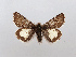  ( - BC ZSM Lep 106556)  @11 [ ] CreativeCommons - Attribution Non-Commercial Share-Alike (2019) SNSB, Staatliche Naturwissenschaftliche Sammlungen Bayerns ZSM (SNSB, Zoologische Staatssammlung Muenchen)