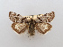  ( - BC ZSM Lep 106558)  @11 [ ] CreativeCommons - Attribution Non-Commercial Share-Alike (2019) SNSB, Staatliche Naturwissenschaftliche Sammlungen Bayerns ZSM (SNSB, Zoologische Staatssammlung Muenchen)