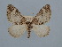  ( - BC ZSM Lep 106562)  @14 [ ] CreativeCommons - Attribution Non-Commercial Share-Alike (2019) SNSB, Staatliche Naturwissenschaftliche Sammlungen Bayerns ZSM (SNSB, Zoologische Staatssammlung Muenchen)