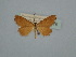  ( - BC ZSM Lep 106576)  @11 [ ] CreativeCommons - Attribution Non-Commercial Share-Alike (2019) SNSB, Staatliche Naturwissenschaftliche Sammlungen Bayerns ZSM (SNSB, Zoologische Staatssammlung Muenchen)