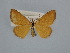  ( - BC ZSM Lep 106578)  @11 [ ] CreativeCommons - Attribution Non-Commercial Share-Alike (2019) SNSB, Staatliche Naturwissenschaftliche Sammlungen Bayerns ZSM (SNSB, Zoologische Staatssammlung Muenchen)