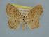  ( - BC ZSM Lep 106580)  @11 [ ] CreativeCommons - Attribution Non-Commercial Share-Alike (2019) SNSB, Staatliche Naturwissenschaftliche Sammlungen Bayerns ZSM (SNSB, Zoologische Staatssammlung Muenchen)