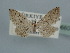  (Idaea tineata - BC ZSM Lep 106600)  @13 [ ] CreativeCommons - Attribution Non-Commercial Share-Alike (2019) SNSB, Staatliche Naturwissenschaftliche Sammlungen Bayerns ZSM (SNSB, Zoologische Staatssammlung Muenchen)
