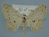  ( - BC ZSM Lep 106603)  @11 [ ] CreativeCommons - Attribution Non-Commercial Share-Alike (2019) SNSB, Staatliche Naturwissenschaftliche Sammlungen Bayerns ZSM (SNSB, Zoologische Staatssammlung Muenchen)