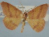  ( - BC ZSM Lep 106604)  @11 [ ] CreativeCommons - Attribution Non-Commercial Share-Alike (2019) SNSB, Staatliche Naturwissenschaftliche Sammlungen Bayerns ZSM (SNSB, Zoologische Staatssammlung Muenchen)