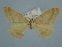  ( - BC ZSM Lep 106605)  @11 [ ] CreativeCommons - Attribution Non-Commercial Share-Alike (2019) SNSB, Staatliche Naturwissenschaftliche Sammlungen Bayerns ZSM (SNSB, Zoologische Staatssammlung Muenchen)