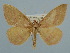  ( - BC ZSM Lep 106606)  @11 [ ] CreativeCommons - Attribution Non-Commercial Share-Alike (2019) SNSB, Staatliche Naturwissenschaftliche Sammlungen Bayerns ZSM (SNSB, Zoologische Staatssammlung Muenchen)
