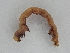  ( - BC ZSM Lep 107240)  @12 [ ] CreativeCommons - Attribution Non-Commercial Share-Alike (2019) SNSB, Staatliche Naturwissenschaftliche Sammlungen Bayerns ZSM (SNSB, Zoologische Staatssammlung Muenchen)