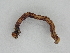  ( - BC ZSM Lep 107244)  @11 [ ] CreativeCommons - Attribution Non-Commercial Share-Alike (2019) SNSB, Staatliche Naturwissenschaftliche Sammlungen Bayerns ZSM (SNSB, Zoologische Staatssammlung Muenchen)