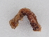  ( - BC ZSM Lep 107266)  @11 [ ] CreativeCommons - Attribution Non-Commercial Share-Alike (2019) SNSB, Staatliche Naturwissenschaftliche Sammlungen Bayerns ZSM (SNSB, Zoologische Staatssammlung Muenchen)