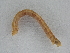  ( - BC ZSM Lep 107280)  @11 [ ] CreativeCommons - Attribution Non-Commercial Share-Alike (2019) SNSB, Staatliche Naturwissenschaftliche Sammlungen Bayerns ZSM (SNSB, Zoologische Staatssammlung Muenchen)