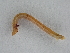  ( - BC ZSM Lep 107281)  @12 [ ] CreativeCommons - Attribution Non-Commercial Share-Alike (2019) SNSB, Staatliche Naturwissenschaftliche Sammlungen Bayerns ZSM (SNSB, Zoologische Staatssammlung Muenchen)