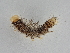  ( - BC ZSM Lep 107306)  @11 [ ] CreativeCommons - Attribution Non-Commercial Share-Alike (2019) SNSB, Staatliche Naturwissenschaftliche Sammlungen Bayerns ZSM (SNSB, Zoologische Staatssammlung Muenchen)