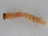  ( - BC ZSM Lep 107355)  @11 [ ] CreativeCommons - Attribution Non-Commercial Share-Alike (2019) SNSB, Staatliche Naturwissenschaftliche Sammlungen Bayerns ZSM (SNSB, Zoologische Staatssammlung Muenchen)