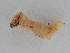  ( - BC ZSM Lep 107357)  @11 [ ] CreativeCommons - Attribution Non-Commercial Share-Alike (2019) SNSB, Staatliche Naturwissenschaftliche Sammlungen Bayerns ZSM (SNSB, Zoologische Staatssammlung Muenchen)