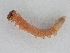  ( - BC ZSM Lep 107359)  @11 [ ] CreativeCommons - Attribution Non-Commercial Share-Alike (2019) SNSB, Staatliche Naturwissenschaftliche Sammlungen Bayerns ZSM (SNSB, Zoologische Staatssammlung Muenchen)