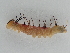  ( - BC ZSM Lep 107370)  @11 [ ] CreativeCommons - Attribution Non-Commercial Share-Alike (2019) SNSB, Staatliche Naturwissenschaftliche Sammlungen Bayerns ZSM (SNSB, Zoologische Staatssammlung Muenchen)