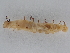  ( - BC ZSM Lep 107371)  @11 [ ] CreativeCommons - Attribution Non-Commercial Share-Alike (2019) SNSB, Staatliche Naturwissenschaftliche Sammlungen Bayerns ZSM (SNSB, Zoologische Staatssammlung Muenchen)