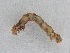  ( - BC ZSM Lep 107373)  @12 [ ] CreativeCommons - Attribution Non-Commercial Share-Alike (2019) SNSB, Staatliche Naturwissenschaftliche Sammlungen Bayerns ZSM (SNSB, Zoologische Staatssammlung Muenchen)