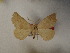  ( - BC ZSM Lep 110642)  @11 [ ] by-nc-sa (2021) SNSB, Staatliche Naturwissenschaftliche Sammlungen Bayerns ZSM (SNSB, Zoologische Staatssammlung Muenchen)
