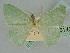  ( - BC ZSM Lep 114685)  @11 [ ] by-nc-sa (2021) SNSB, Staatliche Naturwissenschaftliche Sammlungen Bayerns ZSM (SNSB, Zoologische Staatssammlung Muenchen)