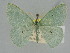  ( - BC ZSM Lep 114696)  @11 [ ] by-nc-sa (2021) SNSB, Staatliche Naturwissenschaftliche Sammlungen Bayerns ZSM (SNSB, Zoologische Staatssammlung Muenchen)