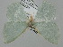 ( - BC_ZSM_Lep_116248)  @11 [ ] by-nc-sa (2024) SNSB, Staatliche Naturwissenschaftliche Sammlungen Bayerns ZSM (SNSB, Zoologische Staatssammlung Muenchen)