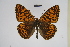 ( - BC_ZSM_Lep_116256)  @11 [ ] by-nc-sa (2024) SNSB, Staatliche Naturwissenschaftliche Sammlungen Bayerns ZSM (SNSB, Zoologische Staatssammlung Muenchen)