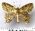  ( - BC_ZSM_Lep_116278)  @11 [ ] by-nc-sa (2024) SNSB, Staatliche Naturwissenschaftliche Sammlungen Bayerns ZSM (SNSB, Zoologische Staatssammlung Muenchen)