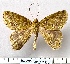  ( - BC_ZSM_Lep_116279)  @11 [ ] by-nc-sa (2024) SNSB, Staatliche Naturwissenschaftliche Sammlungen Bayerns ZSM (SNSB, Zoologische Staatssammlung Muenchen)