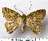  ( - BC_ZSM_Lep_116280)  @11 [ ] by-nc-sa (2024) SNSB, Staatliche Naturwissenschaftliche Sammlungen Bayerns ZSM (SNSB, Zoologische Staatssammlung Muenchen)