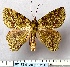  ( - BC_ZSM_Lep_116281)  @11 [ ] by-nc-sa (2024) SNSB, Staatliche Naturwissenschaftliche Sammlungen Bayerns ZSM (SNSB, Zoologische Staatssammlung Muenchen)