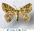  ( - BC_ZSM_Lep_116285)  @11 [ ] by-nc-sa (2024) SNSB, Staatliche Naturwissenschaftliche Sammlungen Bayerns ZSM (SNSB, Zoologische Staatssammlung Muenchen)