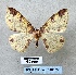  ( - BC_ZSM_Lep_116300)  @11 [ ] by-nc-sa (2024) SNSB, Staatliche Naturwissenschaftliche Sammlungen Bayerns ZSM (SNSB, Zoologische Staatssammlung Muenchen)
