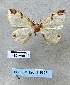  ( - BC_ZSM_Lep_116307)  @11 [ ] by-nc-sa (2024) SNSB, Staatliche Naturwissenschaftliche Sammlungen Bayerns ZSM (SNSB, Zoologische Staatssammlung Muenchen)