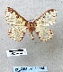  ( - BC_ZSM_Lep_116308)  @11 [ ] by-nc-sa (2024) SNSB, Staatliche Naturwissenschaftliche Sammlungen Bayerns ZSM (SNSB, Zoologische Staatssammlung Muenchen)