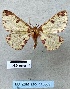  ( - BC_ZSM_Lep_116309)  @11 [ ] by-nc-sa (2024) SNSB, Staatliche Naturwissenschaftliche Sammlungen Bayerns ZSM (SNSB, Zoologische Staatssammlung Muenchen)