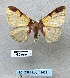  ( - BC_ZSM_Lep_116311)  @11 [ ] by-nc-sa (2024) SNSB, Staatliche Naturwissenschaftliche Sammlungen Bayerns ZSM (SNSB, Zoologische Staatssammlung Muenchen)