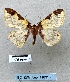  ( - BC_ZSM_Lep_116313)  @11 [ ] by-nc-sa (2024) SNSB, Staatliche Naturwissenschaftliche Sammlungen Bayerns ZSM (SNSB, Zoologische Staatssammlung Muenchen)