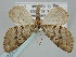  ( - BC_ZSM_Lep_116322)  @11 [ ] by-nc-sa (2024) SNSB, Staatliche Naturwissenschaftliche Sammlungen Bayerns ZSM (SNSB, Zoologische Staatssammlung Muenchen)