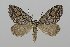  ( - BC_ZSM_Lep_120239)  @11 [ ] by-nc-sa (2025) SNSB, Staatliche Naturwissenschaftliche Sammlungen Bayerns ZSM (SNSB, Zoologische Staatssammlung Muenchen)