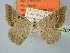  (Nearcha tristificata friedrichi - BC_ZSM_Lep_120267)  @11 [ ] by-nc-sa (2025) SNSB, Staatliche Naturwissenschaftliche Sammlungen Bayerns ZSM (SNSB, Zoologische Staatssammlung Muenchen)