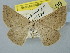  ( - BC_ZSM_Lep_120272)  @11 [ ] by-nc-sa (2025) SNSB, Staatliche Naturwissenschaftliche Sammlungen Bayerns ZSM (SNSB, Zoologische Staatssammlung Muenchen)