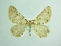  ( - BC ZSM Lep 93692_NGS)  @11 [ ] CreativeCommons - Attribution Non-Commercial Share-Alike (2016) SNSB, Staatliche Naturwissenschaftliche Sammlungen Bayerns ZSM (SNSB, Zoologische Staatssammlung Muenchen)