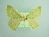  ( - BC ZSM Lep 93700_NGS)  @11 [ ] CreativeCommons - Attribution Non-Commercial Share-Alike (2016) SNSB, Staatliche Naturwissenschaftliche Sammlungen Bayerns ZSM (SNSB, Zoologische Staatssammlung Muenchen)