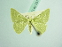  (Kuchleria therapaena - BC ZSM Lep 93701_NGS)  @11 [ ] CreativeCommons - Attribution Non-Commercial Share-Alike (2016) SNSB, Staatliche Naturwissenschaftliche Sammlungen Bayerns ZSM (SNSB, Zoologische Staatssammlung Muenchen)