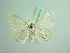  ( - BC ZSM Lep 93705_NGS)  @11 [ ] CreativeCommons - Attribution Non-Commercial Share-Alike (2016) SNSB, Staatliche Naturwissenschaftliche Sammlungen Bayerns ZSM (SNSB, Zoologische Staatssammlung Muenchen)